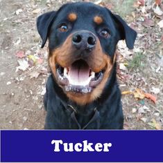 Rottweiler Dogs for adoption in Armonk, NY, USA