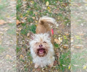Mutt Dogs for adoption in Germantown, OH, USA