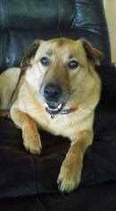 Labrador Retriever Dogs for adoption in Longview, WA, USA
