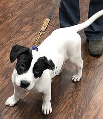 Lab-Pointer Dogs for adoption in Crossville, TN, USA