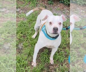 American Bulldog Dogs for adoption in Fort Lauderdale, FL, USA