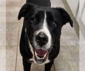 Boston Terrier-Unknown Mix Dogs for adoption in Clinton, OK, USA