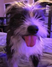 Bearded Collie Dogs for adoption in Wheaton, IL, USA