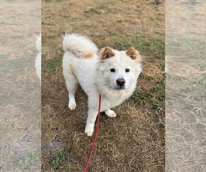 Chow Chow Dogs for adoption in Prescott, Ontario, Canada