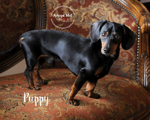 Dachshund Dogs for adoption in Topeka, KS, USA