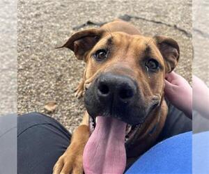 Black Mouth Cur Dogs for adoption in Louisville, KY, USA