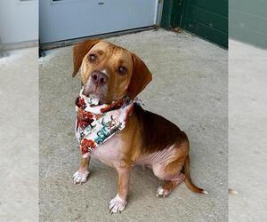 Beagle Dogs for adoption in Waterford, VA, USA