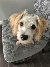 Lhasa Apso-Unknown Mix Dogs for adoption in Leduc, Alberta, Canada