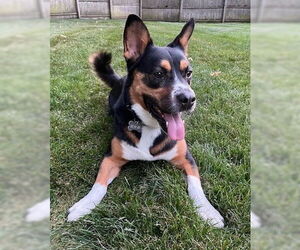 Pembroke Welsh Corgi-Unknown Mix Dogs for adoption in Enfield, CT, USA