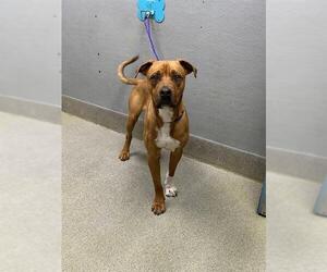 Mutt Dogs for adoption in Las Vegas, NV, USA