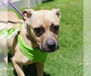 American Staffordshire Terrier Dogs for adoption in San Antonio, TX, USA