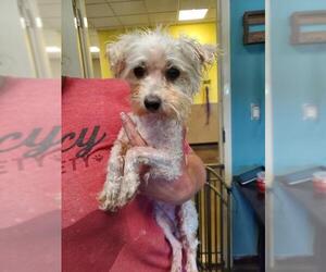 Maltipoo Dogs for adoption in Rockwall, TX, USA