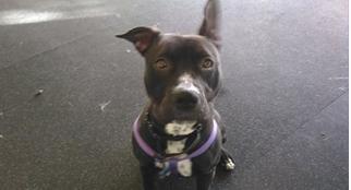 Labrador Retriever-Staffordshire Bull Terrier Mix Dogs for adoption in Bellevue, WA, USA