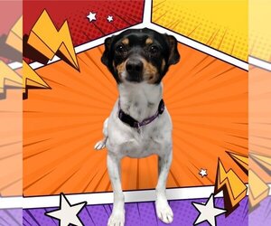Rat Terrier-Spaniel Mix Dogs for adoption in Mukwonago, WI, USA