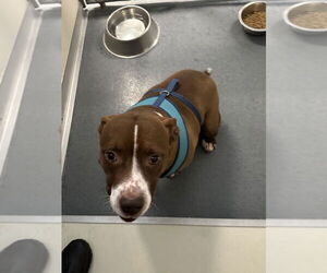American Pit Bull Terrier Dogs for adoption in Glen Allen, VA, USA