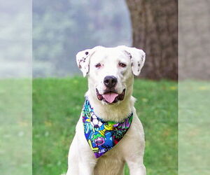 Labrador Retriever-Unknown Mix Dogs for adoption in Unionville, PA, USA