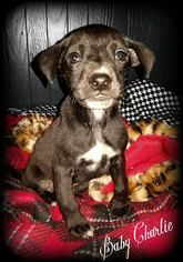 Medium Photo #1 Mutt Puppy For Sale in Chicago, IL, USA