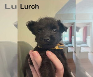 Mutt Dogs for adoption in Aurora, IN, USA