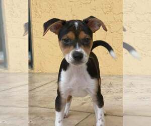 Rat-Cha Dogs for adoption in Royal Palm Beach, FL, USA