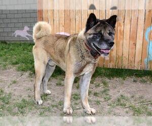 Akita Dogs for adoption in West Valley, UT, USA