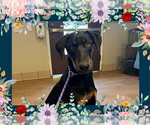Doberman Pinscher Dogs for adoption in Ojai, CA, USA