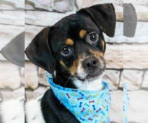 Puggle Dogs for adoption in Kennesaw, GA, USA