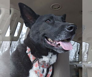 Mutt Dogs for adoption in Brooklyn Center, MN, USA