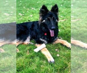 German Shepherd Dog-Unknown Mix Dogs for adoption in Laramie, WY, USA