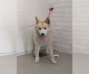 Siberian Husky Dogs for adoption in San Bernardino, CA, USA