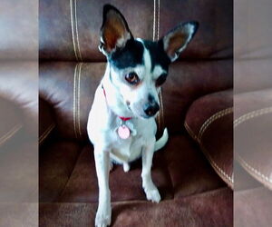 Rat Terrier Dogs for adoption in Atlanta, GA, USA