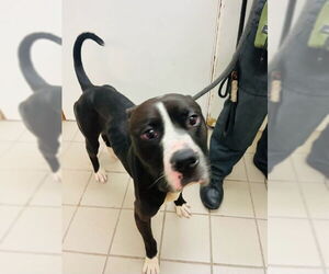 Bulloxer Dogs for adoption in Santa Barbara, CA, USA