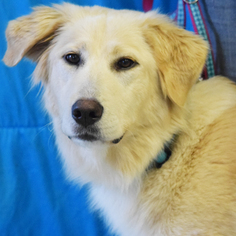 Golden Retriever Dogs for adoption in Huntley, IL, USA
