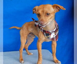 Chihuahua Dogs for adoption in Pasadena, CA, USA