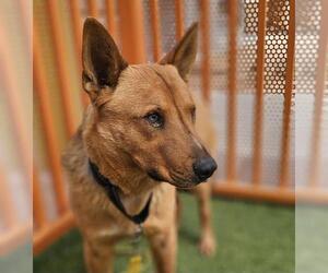 German Shepherd Dog-Unknown Mix Dogs for adoption in Las Vegas, NV, USA