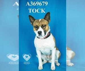 Mutt Dogs for adoption in Stockton, CA, USA