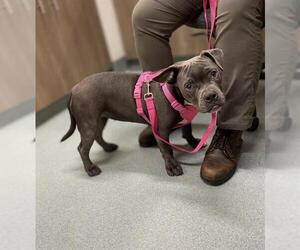 American Pit Bull Terrier Dogs for adoption in Baytown, TX, USA