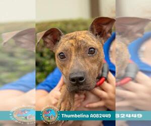 Rat Terrier-Unknown Mix Dogs for adoption in Mobile, AL, USA