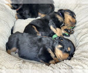 Rottweiler Dogs for adoption in Gilbert, AZ, USA