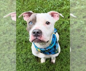 Mutt Dogs for adoption in Tulsa, OK, USA