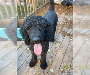Poodle (Standard)-Unknown Mix Dogs for adoption in Grafton, WI, USA