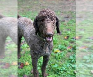 Poodle (Standard) Dogs for adoption in Pawtucket, RI, USA