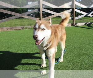 - Mix Dogs for adoption in Chestertown, MD, USA