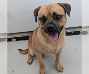 Pug-Unknown Mix Dogs for adoption in Chico, CA, USA