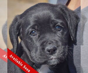 Mutt Dogs for adoption in Huntley, IL, USA