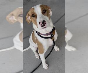 English Coonhound-Unknown Mix Dogs for adoption in Palmetto, FL, USA