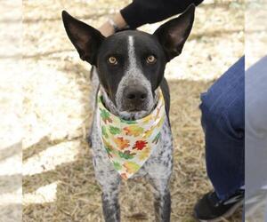 Mutt Dogs for adoption in San Antonio, TX, USA