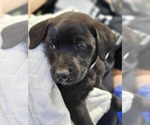 Mutt Dogs for adoption in Rockwall, TX, USA