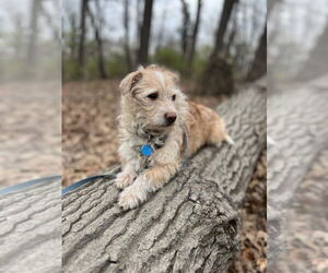 Norfolk Terrier-Unknown Mix Dogs for adoption in Aurora, IN, USA