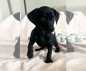 Chiweenie Dogs for adoption in Phoenix, AZ, USA