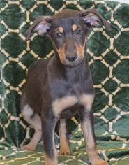 Catahoula Leopard Dog-Unknown Mix Dogs for adoption in bailey Island, ME, USA